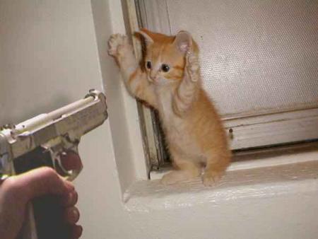 Voici mon ti chaton nes til pa mignon lol!!